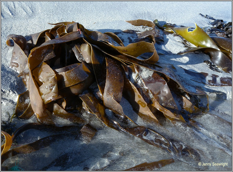 Laminaria sp, Kelp