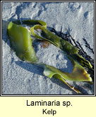 Laminaria sp, Kelp