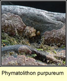 Phymatolithon purpureum