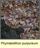 Phymatolithon purpureum