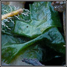 Ulva lactuca, Sea lettuce