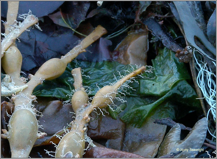 Ulva lactuca, Sea lettuce