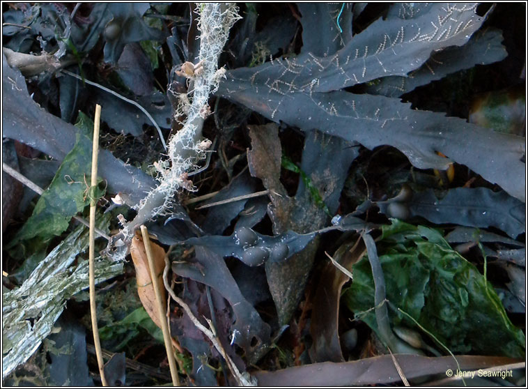 Ulva lactuca, Sea lettuce