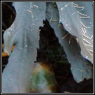 Fucus serratus, Serrated wrack, Toothed wrack