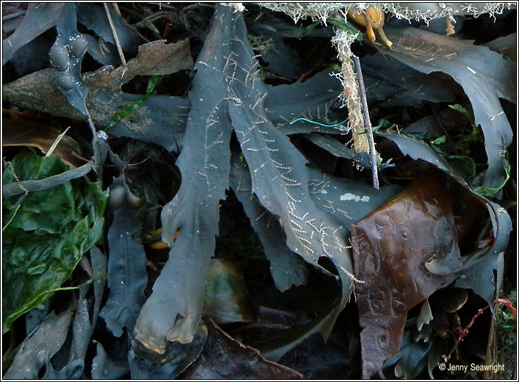 Fucus serratus, Serrated wrack, Toothed wrack