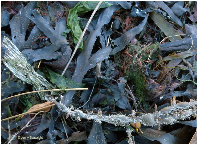 Fucus serratus, Serrated wrack, Toothed wrack