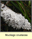 Mucilago crustacea