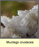 Mucilago crustacea