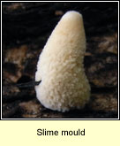 slime mould q1