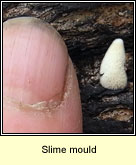 slime mould q1