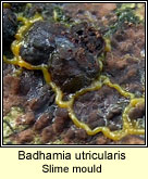 Badhamia utricularis, Slime mould