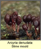 Arcyria denudata, Slime mould