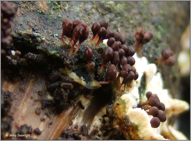 Arcyria denudata, Slime mould