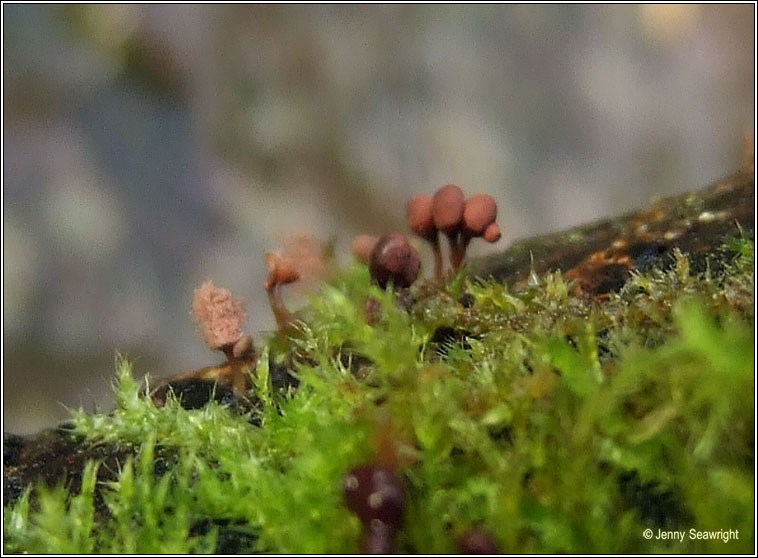 Arcyria denudata, Slime mould