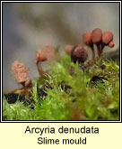 Arcyria denudata, Slime mould