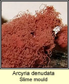 Arcyria denudata, Slime mould