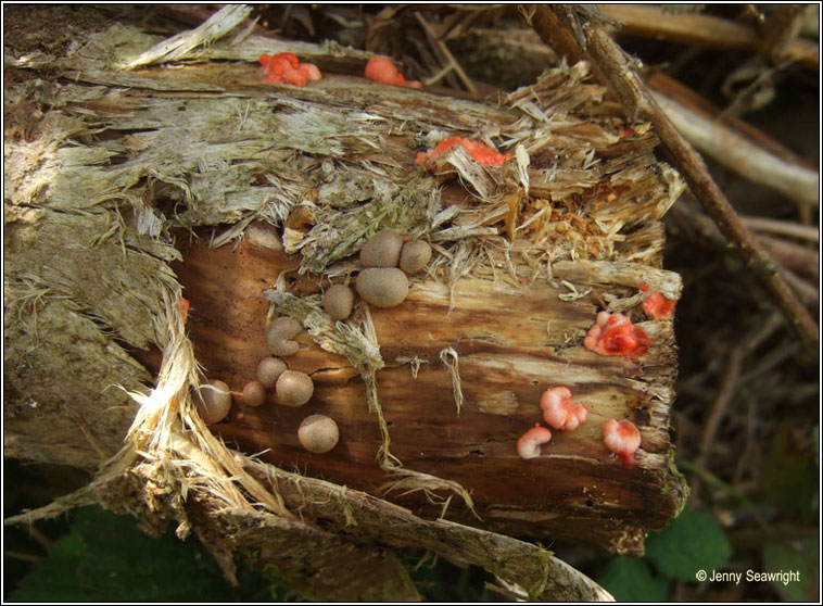 Lycogala epidendrum