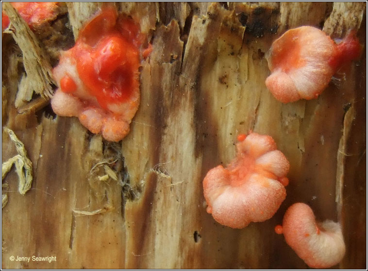 Lycogala epidendrum