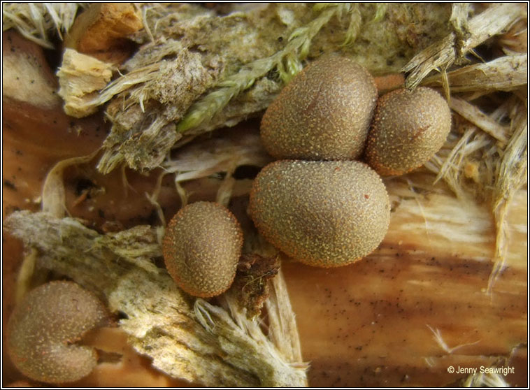 Lycogala epidendrum