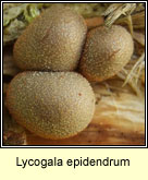 Lycogala epidendrum