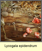 Lycogala epidendrum