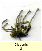 Cladonia Q2