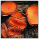 Scutellinia scutellata, Eyelash fungus