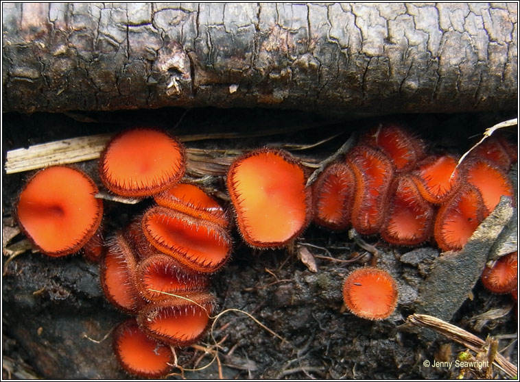 Scutellinia scutellata, Eyelash fungus