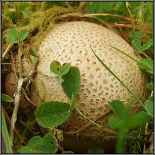 Scleroderma citrinum, Common earthball