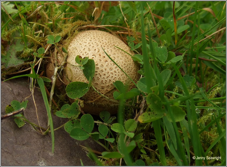 Scleroderma citrinum, Common earthball