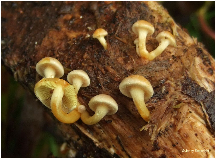 Hypholoma fasciculare, Sulphur tuft