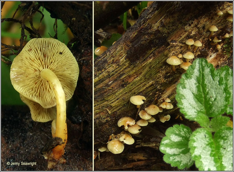 Hypholoma fasciculare, Sulphur tuft