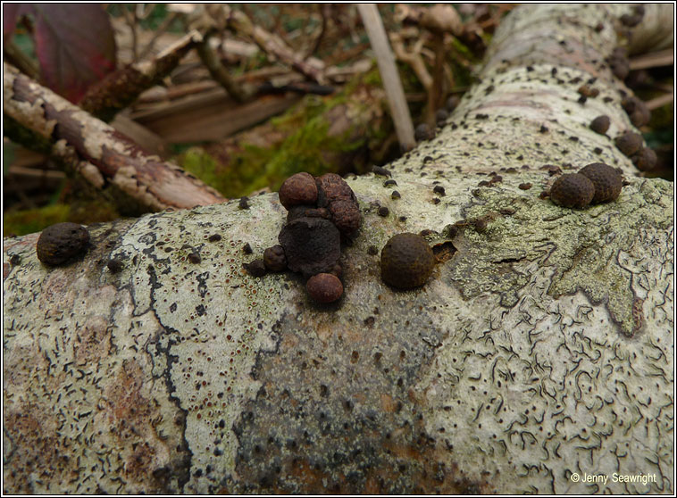 Hypoxylon fragiforme, Beech woodwart