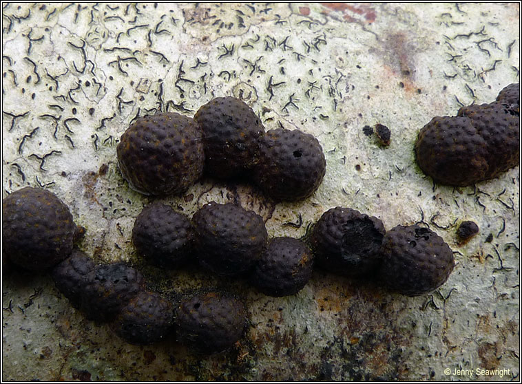 Hypoxylon fragiforme, Beech woodwart