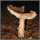 Amanita rubescens, The Blusher