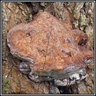 Inonotus dryadeus, Oak bracket