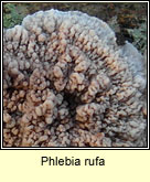 Phlebia rufa