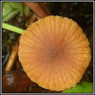 Galerina jaapii