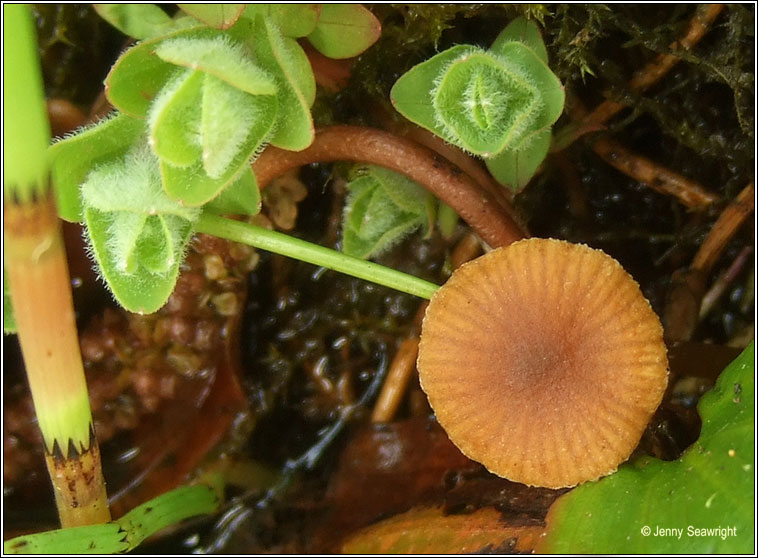 Galerina jaapii