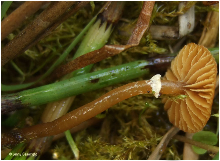 Galerina jaapii