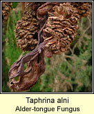 Taphrina alni, Alder-tongue fungus