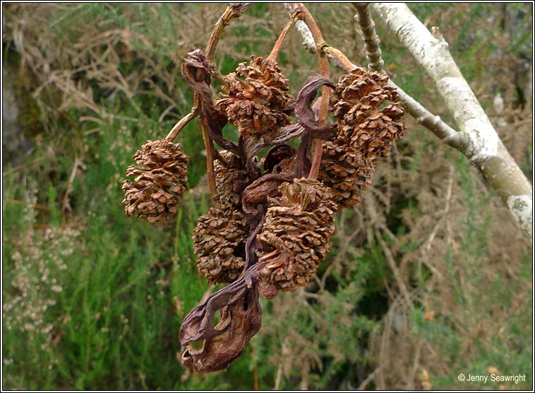 Taphrina alni, Alder-tongue fungus