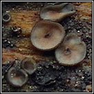 Mollisia lividofusca