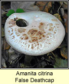 Amanita citrina, False Deathcap
