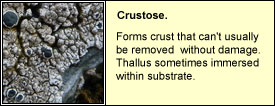 crustose