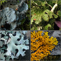 Foliose and Squamulose lichens