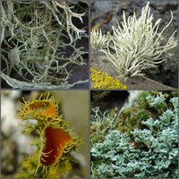 Fruticose and Filamentous lichens