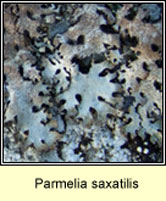 Parmelia saxatilis, Shield lichen