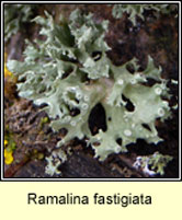 Ramalina fastigiata, Cartilage lichen