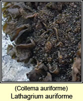 Collema auriforme, Jelly lichen